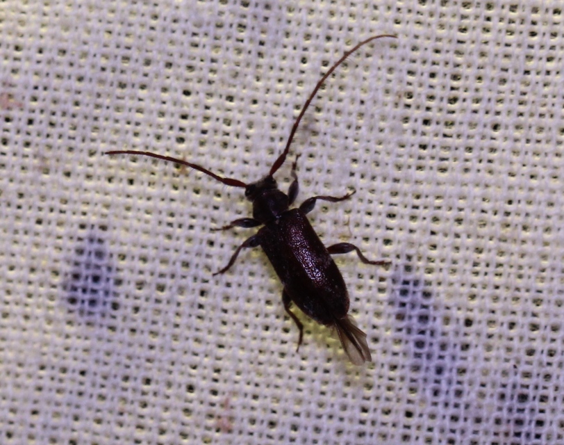 Exocentrus adspersus - tölgyfa-rőzsecincér