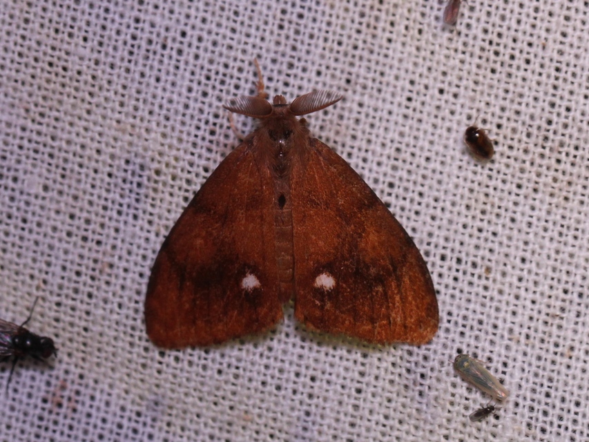 Orgyia antiqua - rozsdabarna kisszövő