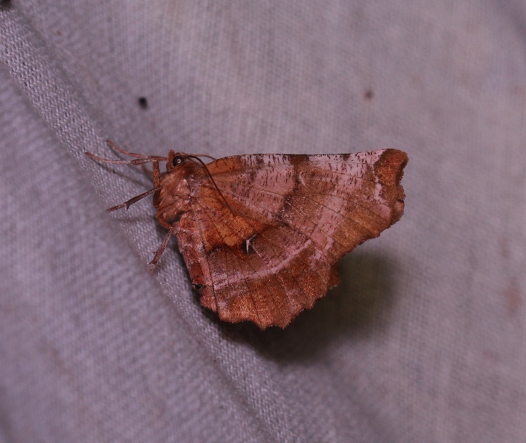 Selenia dentaria - kétfoltos holdasaraszoló