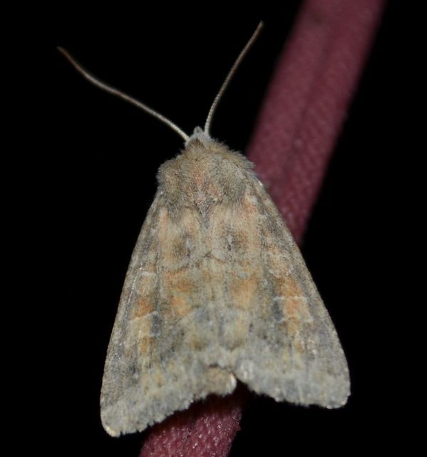 Parastichtis suspecta - sötét erdeibagoly