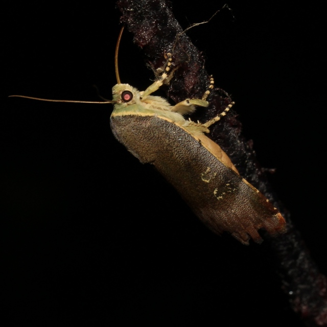 Noctua janthe/janthina