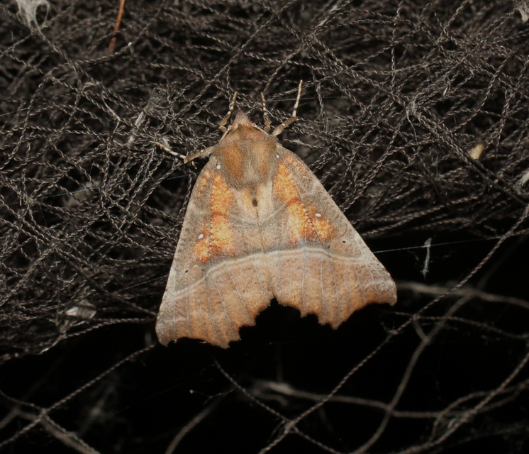 Scoliopteryx libatrix - vörös csipkésbagoly