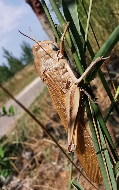 Locusta migratoria - keleti vándorsáska