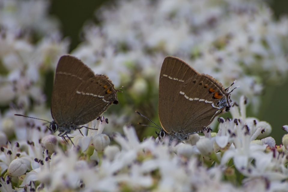 Satyrium spini - kökény-csücsköslepke