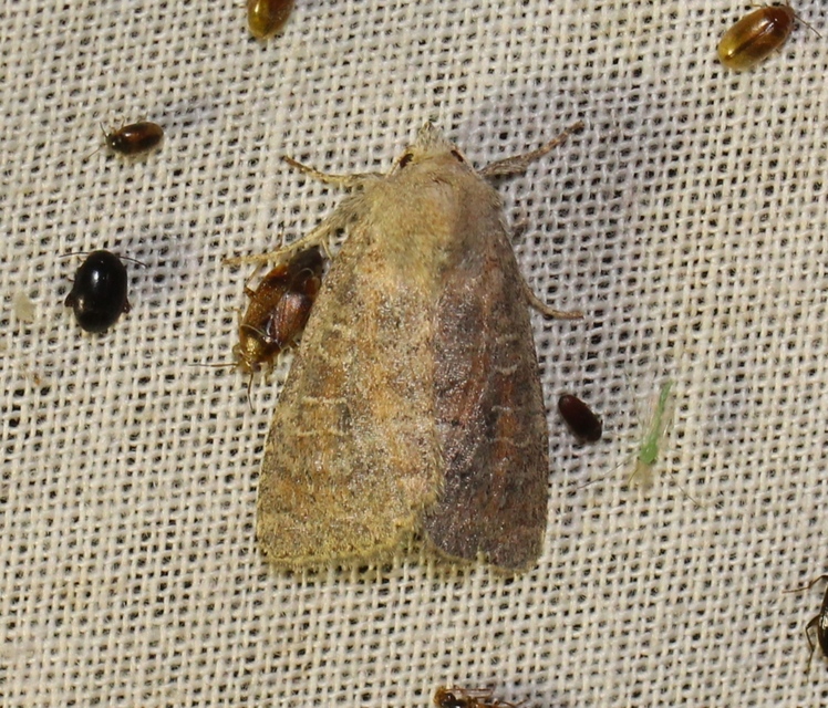 Parastichtis suspecta - sötét erdeibagoly