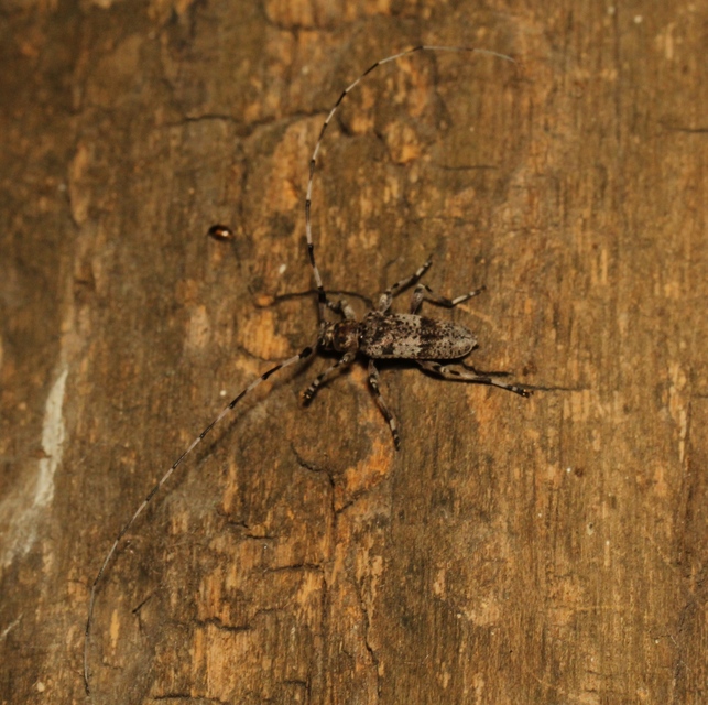 Acanthocinus griseus - szürke daliáscincér