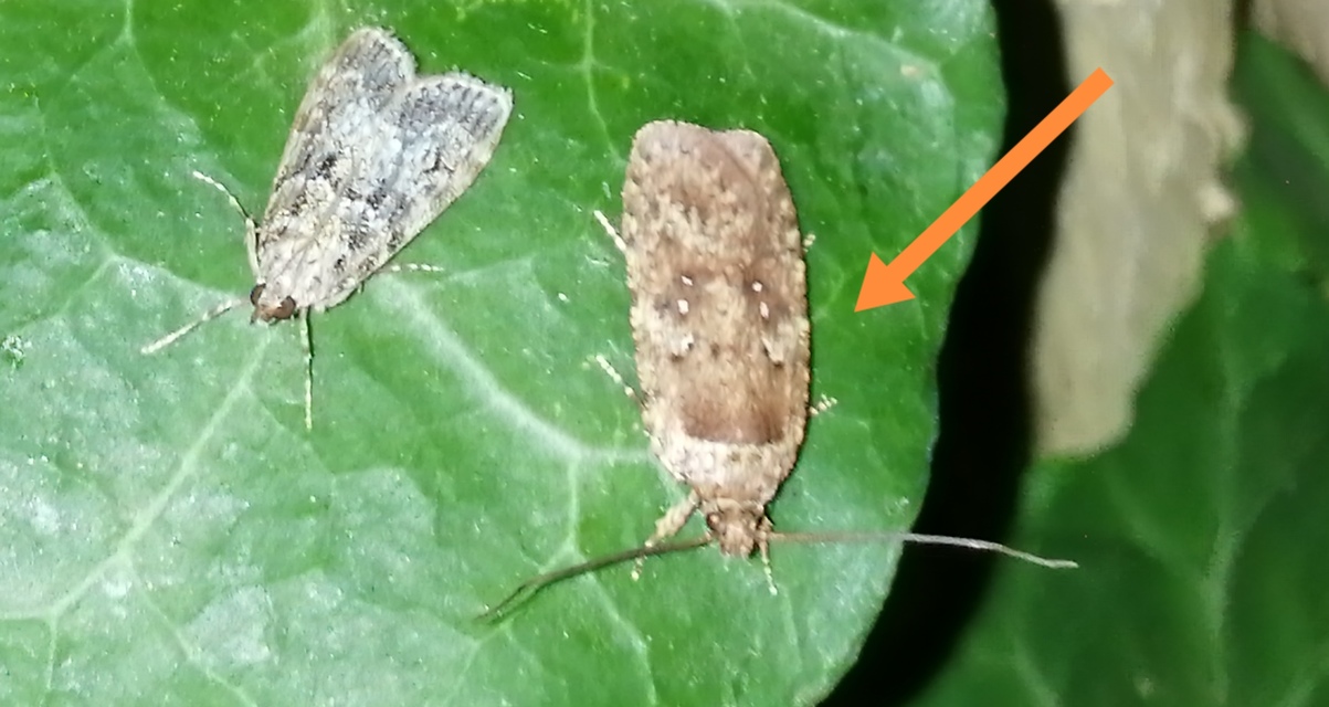 Agonopterix