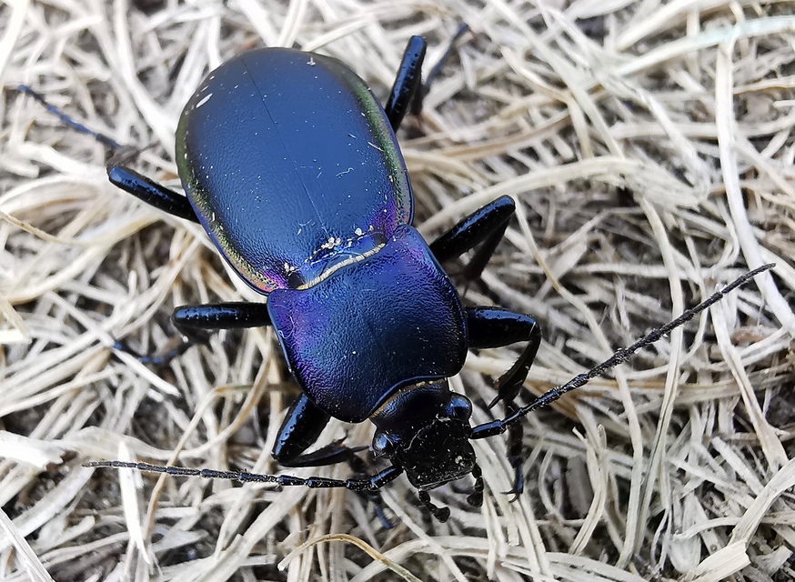 Carabus violaceus betuliae - nyírségi kékfutrinka Carabus violaceus betuliae - nyírségi kékfutrinka