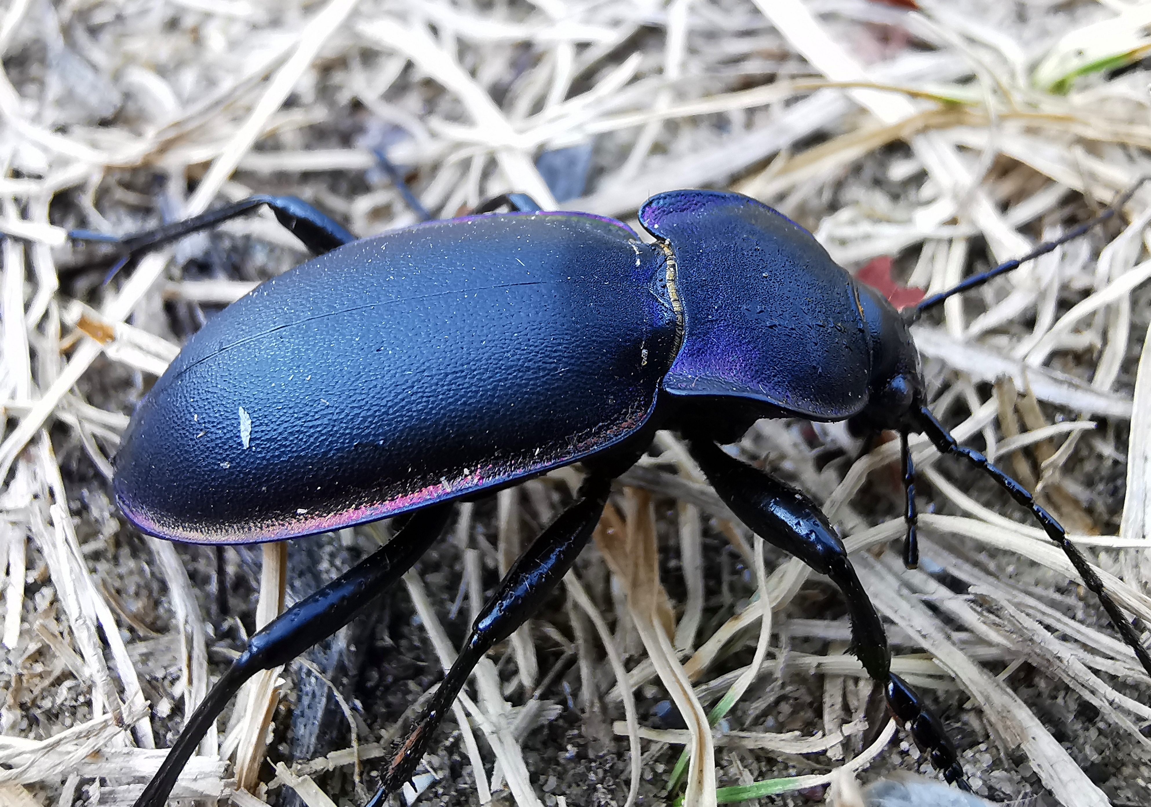 Carabus violaceus betuliae - nyírségi kékfutrinka