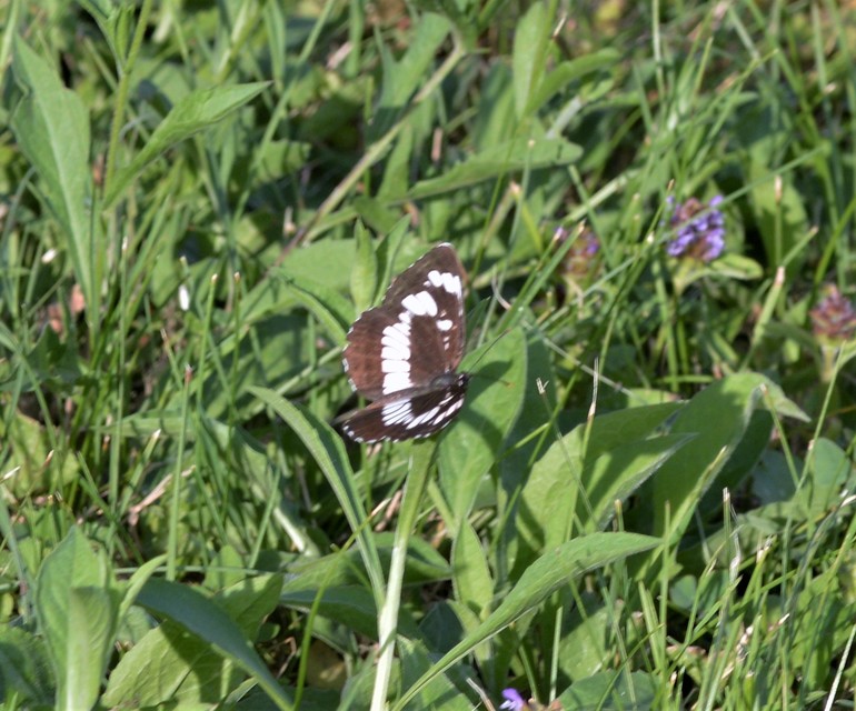 Neptis rivularis - nagy fehérsávoslepke
