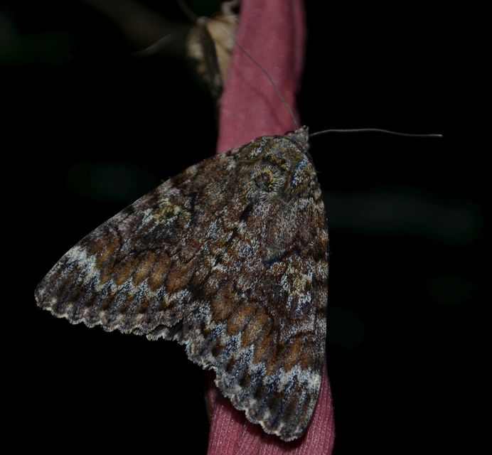 Catocala sponsa - tölgyfa-övesbagoly