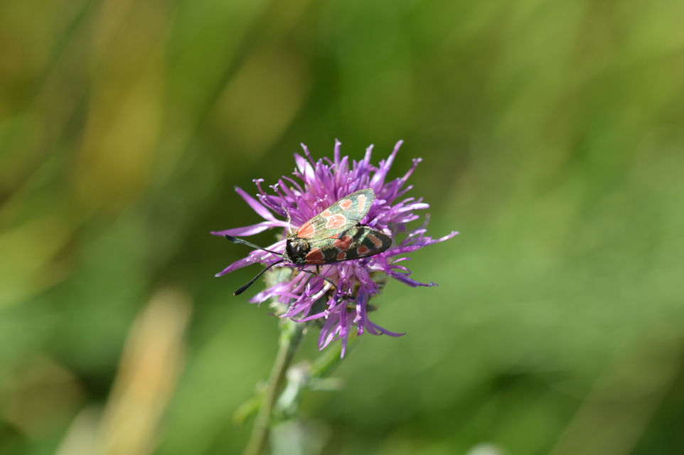 Zygaena carniolica - fehérgyűrűs csüngőlepke