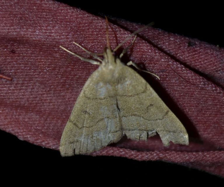 Treitschkendia tarsipennalis - tollaslábú karcsúbagoly