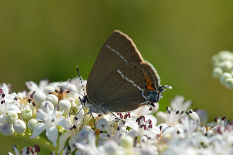 Satyrium spini - kökény-csücsköslepke