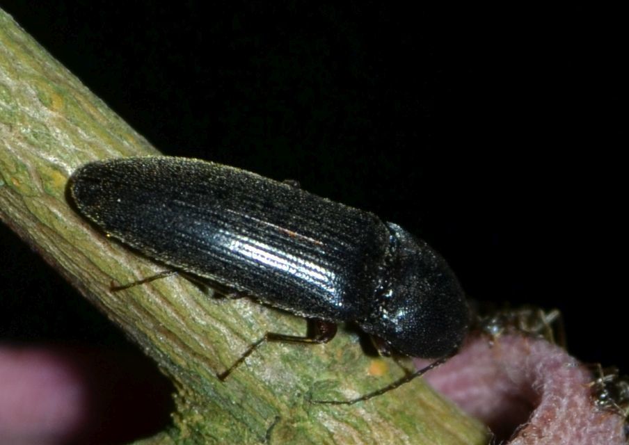 Melanotus