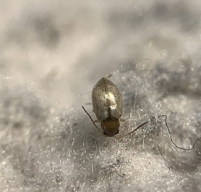 Longitarsus reichei