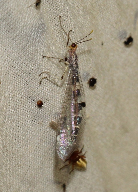 Megistopus flavicornis - kétfoltos hangyaleső