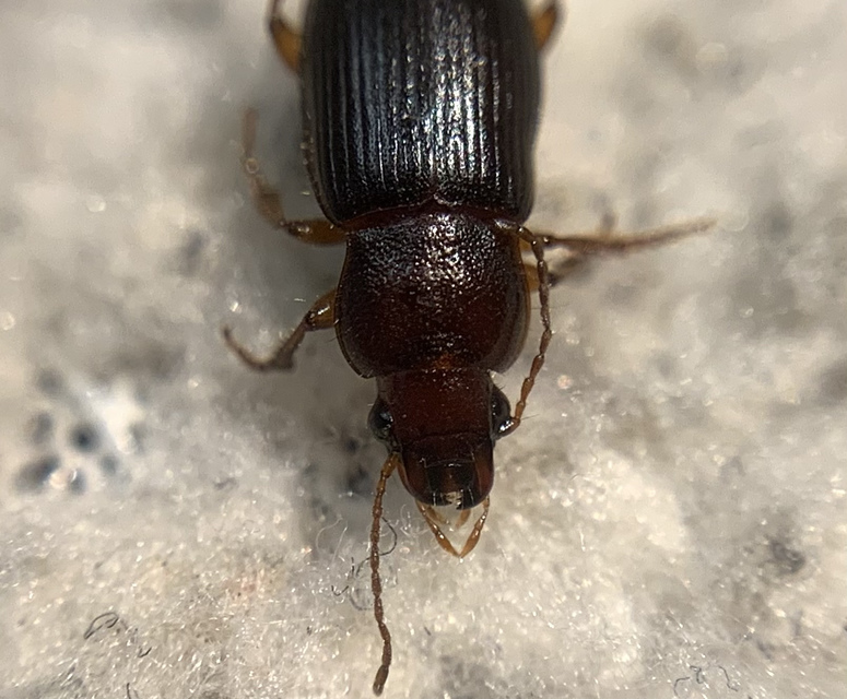 Ophonus puncticeps - mezei bársonyfutó
