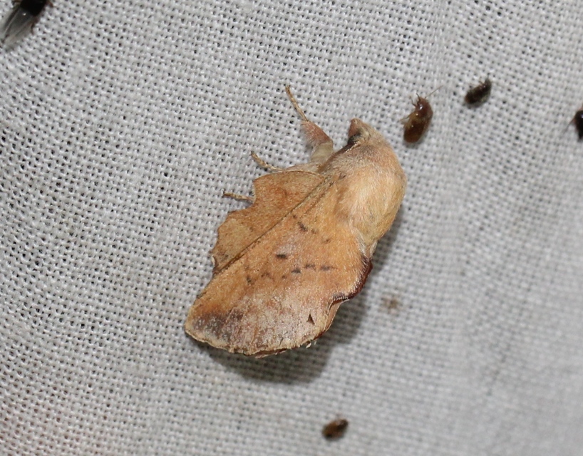 Phyllodesma tremulifolia - nyárlevélpohók