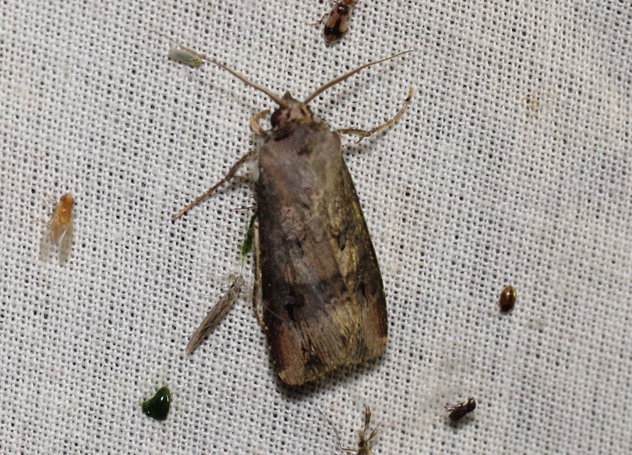 Agrotis ipsilon - nagy földibagoly