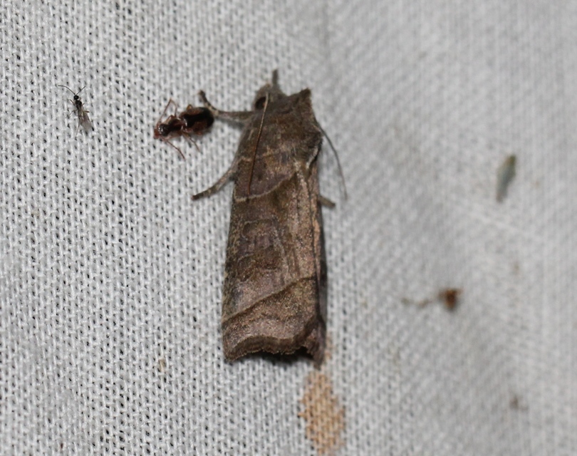 Ipimorpha retusa - sarlós fűzbagoly
