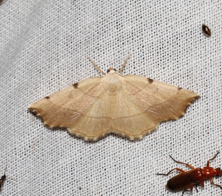 Eilicrinia trinotata - háromjegyű araszoló