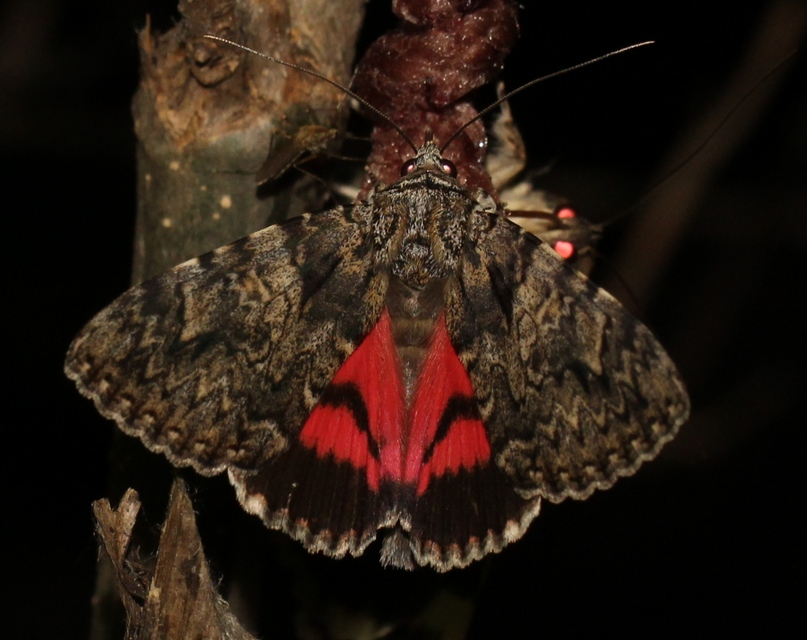 Catocala promissa - kis tölgyfa-övesbagoly