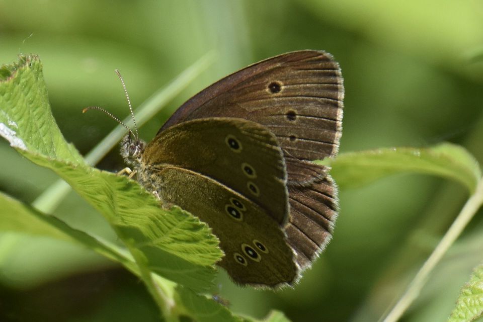 Aphantopus hyperanthus - közönséges ökörszemlepke