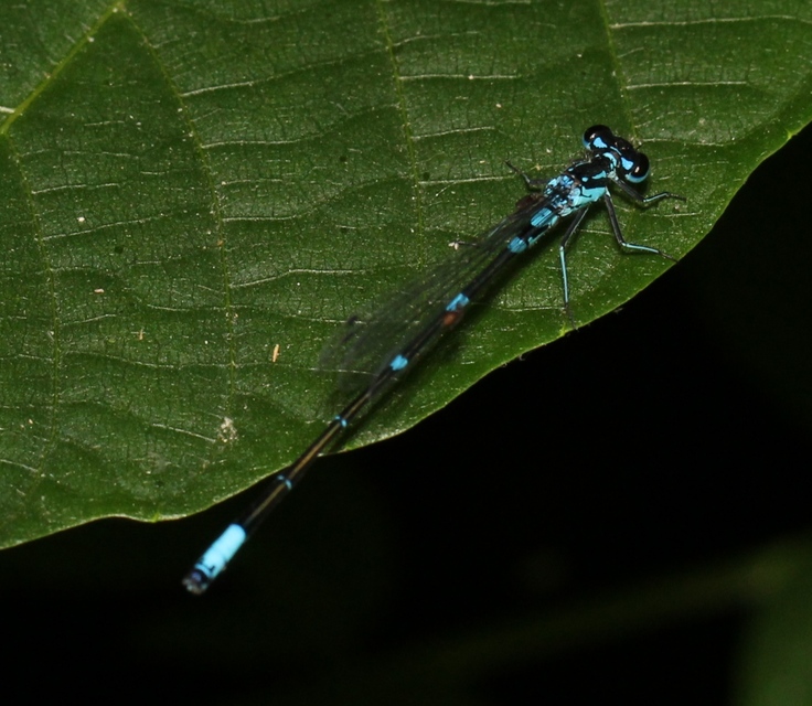 Coenagrion pulchellum - karcsú légivadász