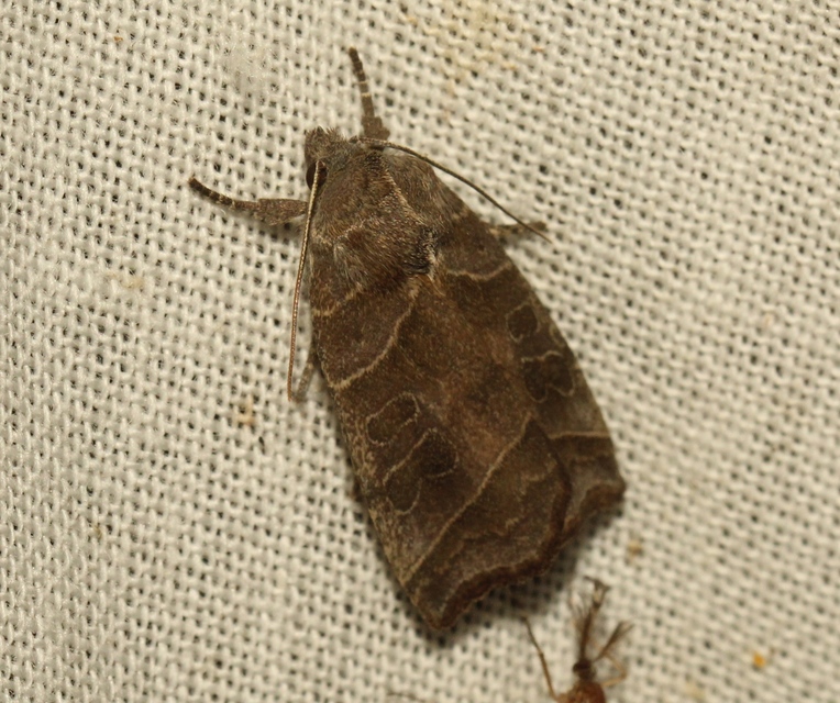 Ipimorpha retusa - sarlós fűzbagoly
