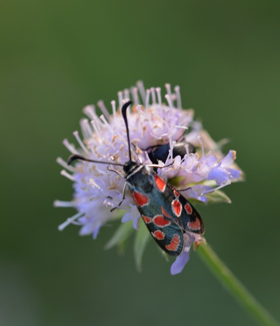 Zygaena carniolica - fehérgyűrűs csüngőlepke