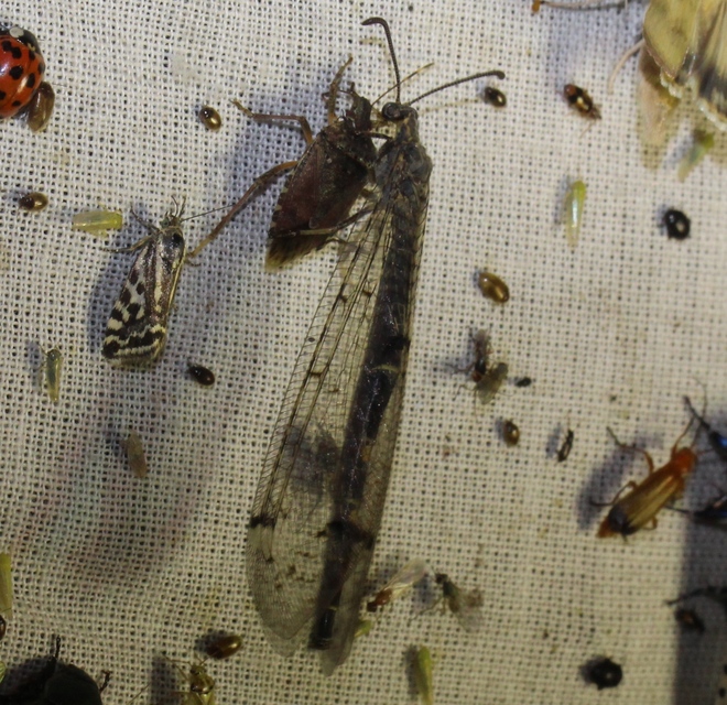 Distoleon tetragrammicus - négyfoltos hangyaleső