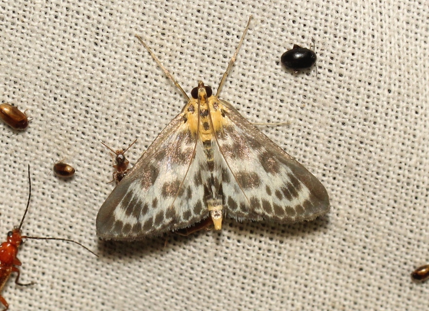 Anania hortulata - tarka csalánmoly