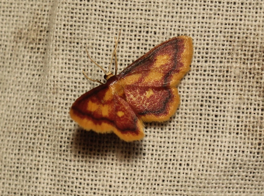 Idaea muricata - mocsári pirosaraszoló