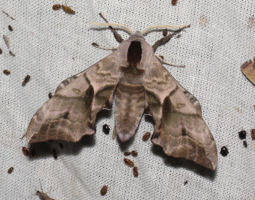 Smerinthus ocellatus - esti pávaszem