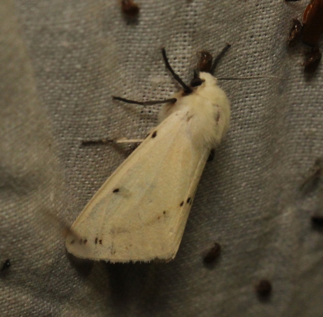 Spilarctia lutea - sárgás medvelepke