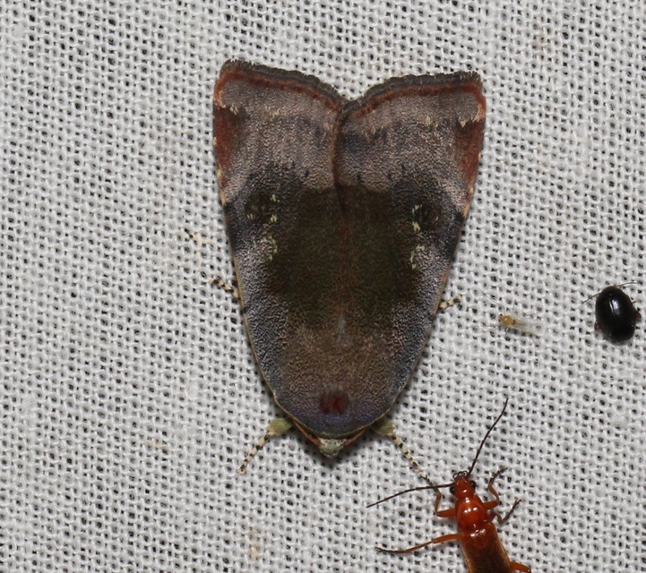 Noctua janthe/janthina