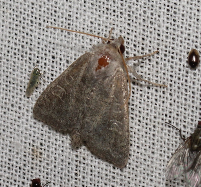 Parastichtis suspecta - sötét erdeibagoly