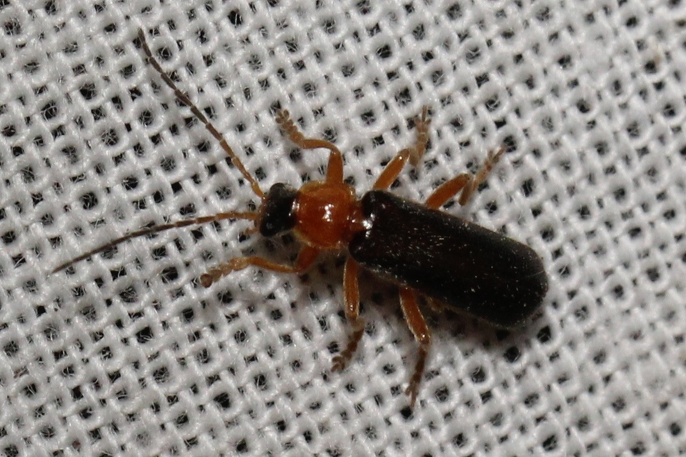 Cantharis nigra
