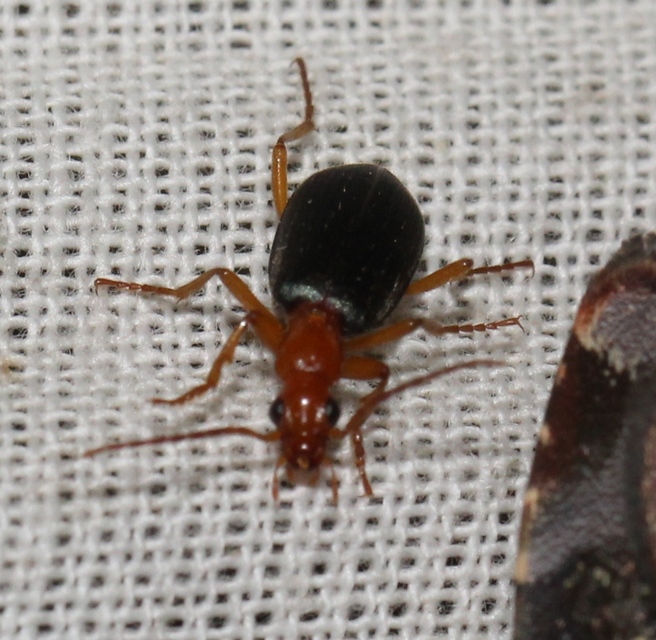 Brachinus