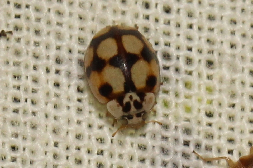 Adalia decempunctata - tízpettyes katica