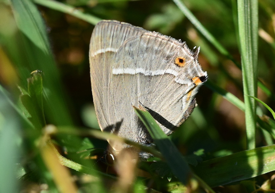 Neozephyrus quercus - tölgyfalepke