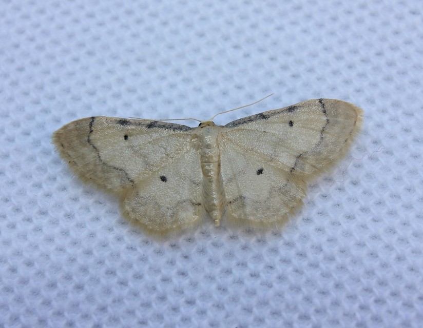 Idaea politaria - vonalas apróaraszoló