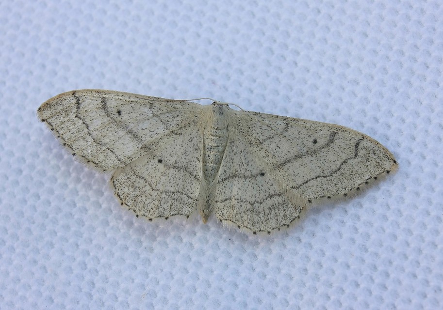 Idaea aversata - nagy sávosaraszoló