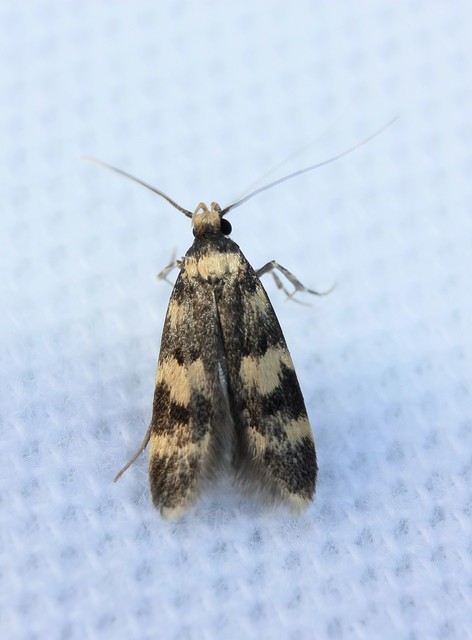 Oegoconia