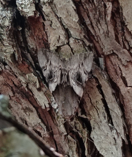 Catocala fulminea - galagonya-övesbagoly