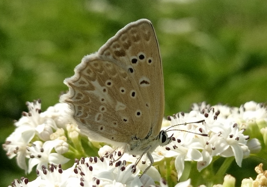 Polyommatus daphnis - csipkés boglárka