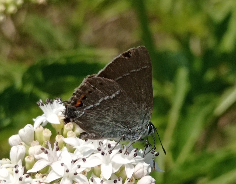 Satyrium spini - kökény-csücsköslepke