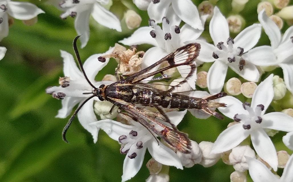 Sesiidae - szitkárfélék