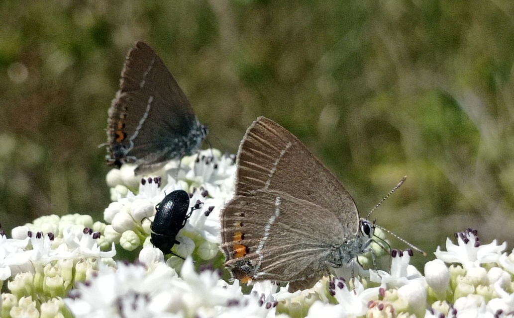 Satyrium spini - kökény-csücsköslepke